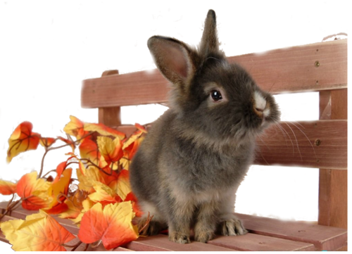 őszi állatok_184.png